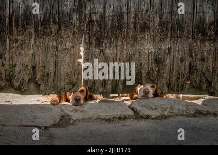 Due cani / spaniel guardando sotto un cancello francese molto vecchio nella guardia di guardia del sole Foto Stock