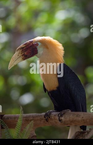 Il becco di Blyth (Rhyticeros plicatus), noto anche come il becco di hornbillo Papuan arroccato in un albero da vicino. Foto Stock