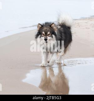 Ritratto di un giovane cane Lapphund finlandese sulla spiaggia Foto Stock