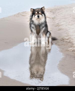 Ritratto di un giovane cane Lapphund finlandese sulla spiaggia Foto Stock