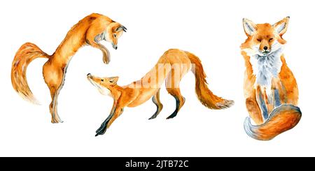 Set di illustrazioni acquerello volpi rosse isolato su bianco. Animale selvatico realistico, fauna selvatica disegnata a mano. Elementi per il design di cartoline di Natale, poster, p Foto Stock