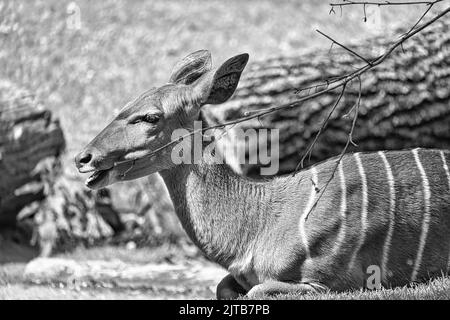 Un primo piano in bianco e nero di un cervo seduto a terra in uno zoo alla luce del giorno Foto Stock