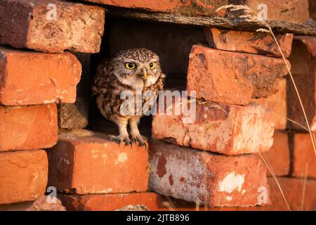 Piccolo gufo seduto in un buco all'interno del muro di mattoni e tenendo un verme nel becco. Foto Stock