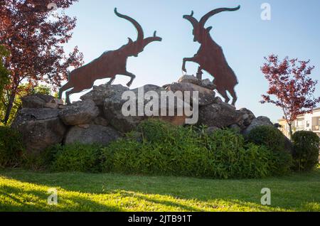 Rotonda spagnola di capra selvatica a Losar de la vera, Caceres, Estremadura, Spagna Foto Stock