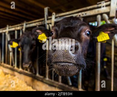 Wagyu Farm a Hof van Twente, Paesi Bassi Foto Stock