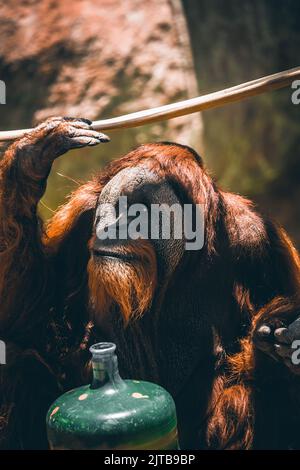 Uno scatto verticale di un orangutan in uno zoo Foto Stock