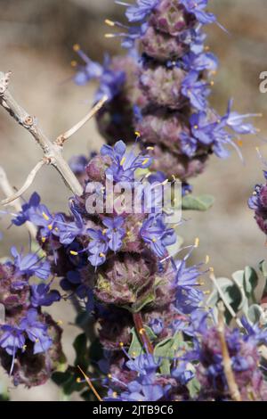 Infiorescenze di testa di cimose blu di Salvia Dorrii, Lamiaceae, arbusto deciduo monoclinico nativo nel deserto del Mojave occidentale, Springtime. Foto Stock