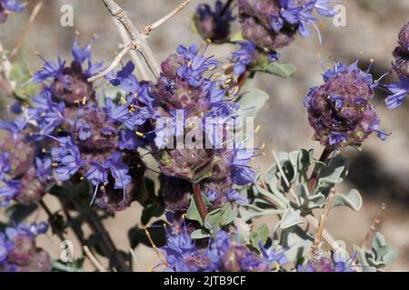 Infiorescenze di testa di cimose blu di Salvia Dorrii, Lamiaceae, arbusto deciduo monoclinico nativo nel deserto del Mojave occidentale, Springtime. Foto Stock