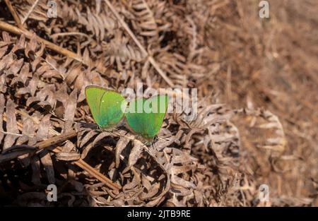 Farfalle di Hairstreak verde di accoppiamento (Callophrys rubi) in bracken, Burley Moor, West Yorkshire, Inghilterra, Regno Unito Foto Stock