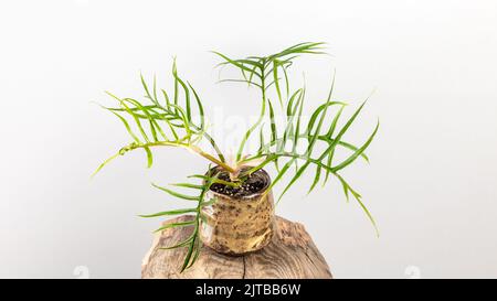 Filodendron Bipinnatifidum Tortum è una rara pianta aroide con foglie a forma di lancetta profondamente lobata. Foto Stock