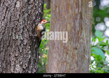 Un picchio maschio dalle ventre rosse aggrappato ad un grande tronco d'albero in procinto di volare Foto Stock