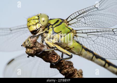 Lumaca verde grande dragonfly femmina verde (Ophiogomphus cecilia) su un ramoscello asciutto contro il cielo Foto Stock