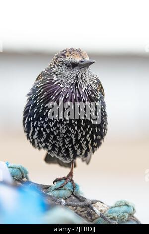 Starling (Sternus vulgaris) adulto inverno arroccato su aragosta pentola Northumberland UK GB agosto 2022 Foto Stock