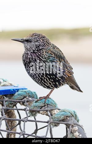 Starling (Sternus vulgaris) adulto inverno arroccato su aragosta pentola Northumberland UK GB agosto 2022 Foto Stock