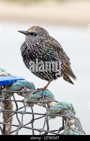 Starling (Sternus vulgaris) adulto inverno arroccato su aragosta pentola Northumberland UK GB agosto 2022 Foto Stock