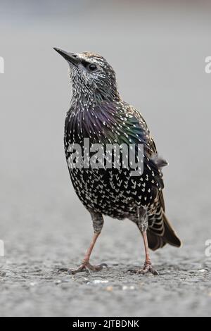 Starling (Sternus vulgaris) adulto inverno arroccato su aragosta pentola Northumberland UK GB agosto 2022 Foto Stock