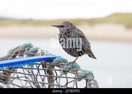 Starling (Sternus vulgaris) adulto inverno arroccato su aragosta pentola Northumberland UK GB agosto 2022 Foto Stock