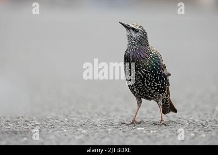 Starling (Sternus vulgaris) adulto inverno Northumberland UK GB agosto 2022 Foto Stock