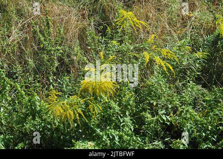 Canada goldenrod, Kanadische Goldrute, Verge d'Or du Canada, Solidago canadensis, kanadai aranyvessző, Budapest, Ungheria, Magyarország, Europa Foto Stock