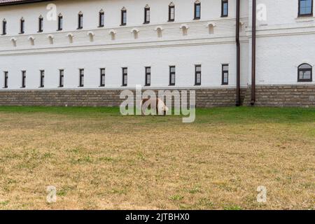 Animale natura bambino pony cavallo felice carino sfondo piccolo, da dolce bambino per unicorno per la razza stampa, gioco in miniatura. Struttura marrone Shetty, Foto Stock