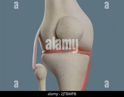 Vista anteriore dell'articolazione del ginocchio. Con ossa e legamenti, compreso il menisco. Foto Stock