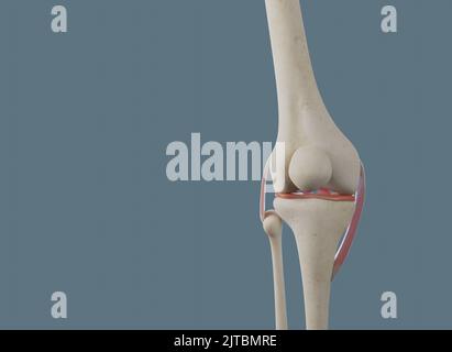 Vista anteriore dell'articolazione del ginocchio. Con ossa e legamenti, compreso il menisco. Foto Stock