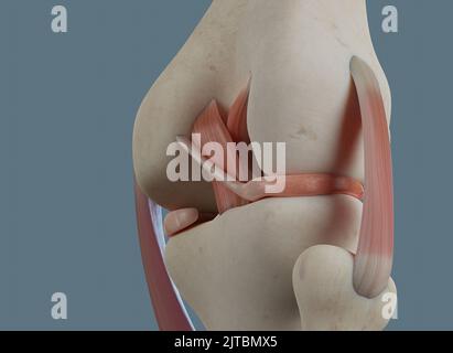 Vista ravvicinata dell'articolazione del ginocchio. Con ossa e legamenti, compreso il menisco. Foto Stock