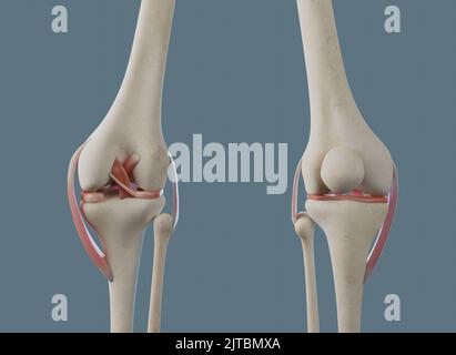 Viste anteriore e posteriore dell'articolazione del ginocchio. Con ossa e legamenti, compreso il menisco. Foto Stock