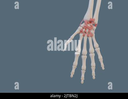 Vista ravvicinata dell'articolazione del polso, con legamenti e ossa. Foto Stock