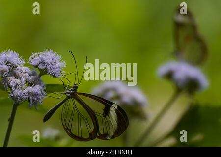 San Salvador, El Salvador. 29th ago, 2022. Farfalle conosciute come 'Greta Oto' siedono sui fiori. La farfalla dalle ali di vetro è una specie di farfalla latinoamericana con ali trasparenti. Credit: Camilo Freedman/dpa/Alamy Live News Foto Stock