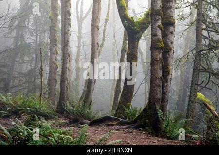 WA21902-00...WASHINGTON - alberi di seconda crescita con muschio in evidenza nella nebbia alle Alpi Issaquah. Foto Stock