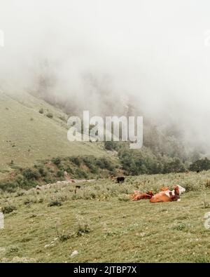 Mucche in un prato verde in una mattina d'estate nebbiosa e mucche mangiano erba in un prato aperto e colline verdi Foto Stock