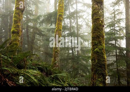 WA21918-00...WASHINGTON - Moss ha coperto gli alberi nella nebbia sulla montagna della tigre nelle Alpi dell'Issaquah. Foto Stock