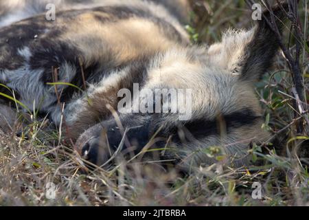 Un cane africano selvaggio (dipinto) (Licaon pictus) addormentato nell'erba Foto Stock