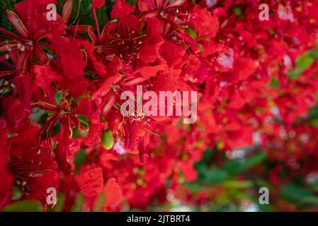 Fiori rossi sfondo. Delonix regia closeup, un albero ornamentale di fagiolo Foto Stock