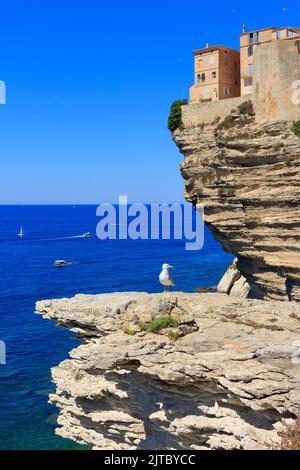 Un gabbiano sulla scogliera della cittadella di Bonifacio arroccata sul Mar Mediterraneo a Bonifacio (Corse-du-Sud) sull'isola di Corsica, Francia Foto Stock