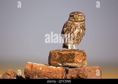 gufo piccolo seduto in cima al mucchio di mattoni e guardando intorno Foto Stock