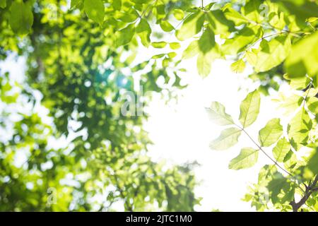 i raggi del sole con il bokeh radiante brilla attraverso gli alberi della foresta Foto Stock