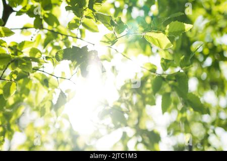 i raggi del sole con il bokeh radiante brilla attraverso gli alberi della foresta Foto Stock