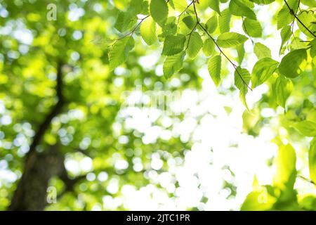 i raggi del sole con il bokeh radiante brilla attraverso gli alberi della foresta Foto Stock