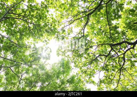 i raggi del sole con il bokeh radiante brilla attraverso gli alberi della foresta Foto Stock