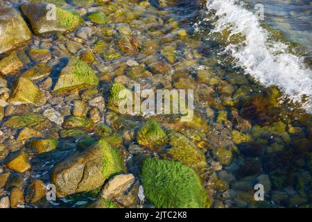 alghe naturali background. pianta tra le pietre e ciottoli in acqua trasparente sulla riva del mare Foto Stock