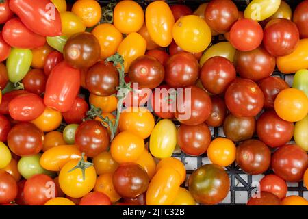 Varietà di pomodori, compreso il pomodoro di ciliegia, vista dall'alto Foto Stock
