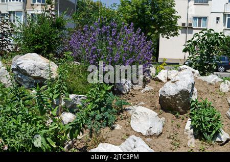 Lavanda fiorita fresca nel giardino roccioso con piante perenni, Sofia, Bulgaria Foto Stock