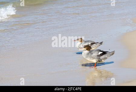Due goosanders (Mergus merganser) si trovano sulla spiaggia sabbiosa della costa del Mar Baltico, Parco Nazionale Slowinski, Mar Baltico, vicino a Leba, Polonia, Europa. Foto Stock