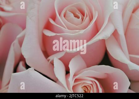 Primo piano di rose rosa polverose, bouquet rosa chiaro Foto Stock