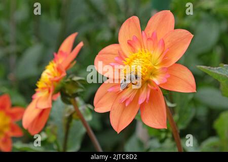 A honey bee sits on Dahlia 'Kelsey Annie JoyÕ. Foto Stock