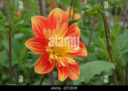 Collarette Dahlia 'Pooh' in fiore. Foto Stock