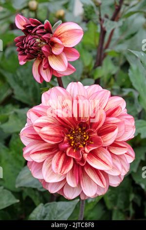 Dahlia 'speranza Senior' in fiore. Foto Stock