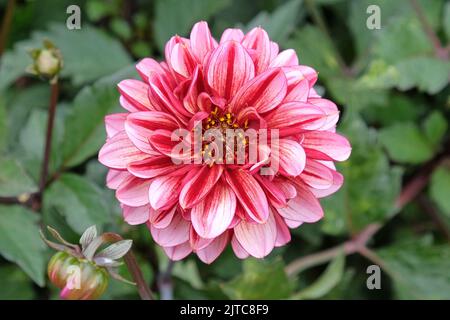 Dahlia 'speranza Senior' in fiore. Foto Stock